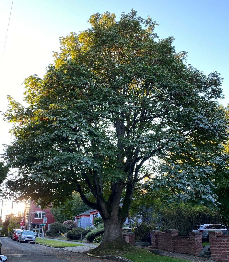 Help Save An Exceptional Big Leaf Maple Tree in Madrona! Friends of