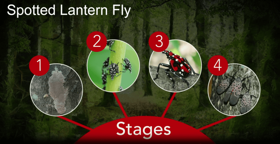 Spotted Lanternfly Treephilly