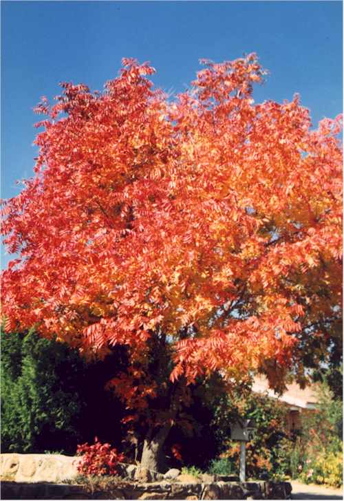 Pistachio Tree Pictures, Images, Photos, Facts on Pistachio Trees