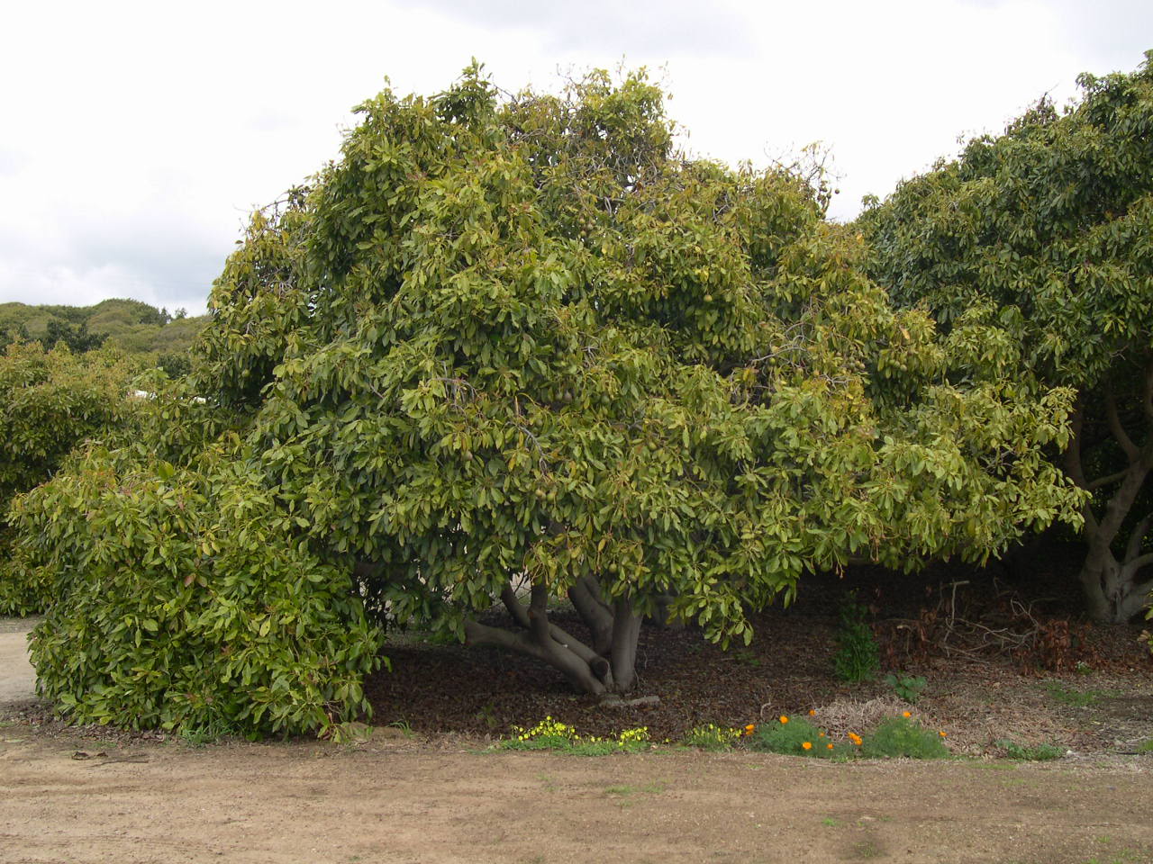 Avocado Tree Pictures, Images, Photos, Facts on Avocado Trees