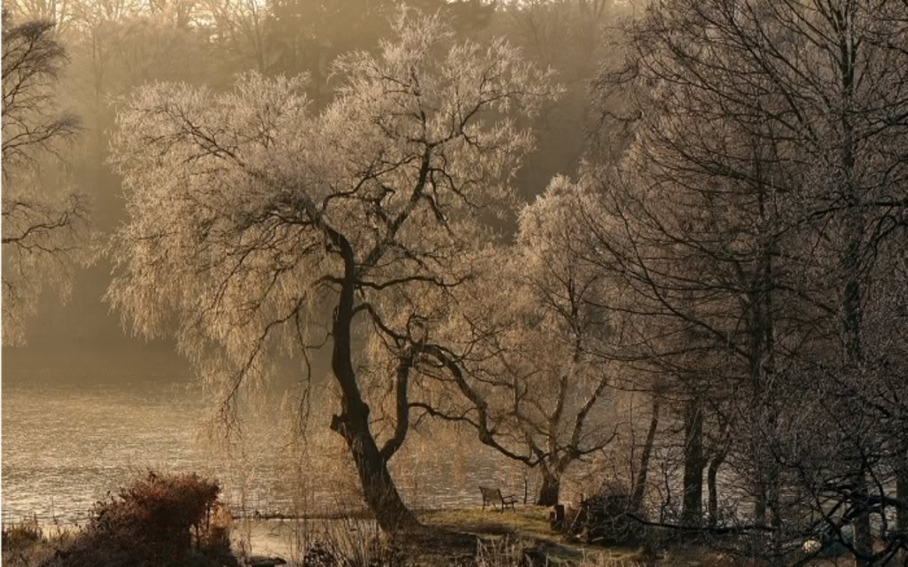 Willow Tree Pictures, Photos, Images & Facts on Willow Trees