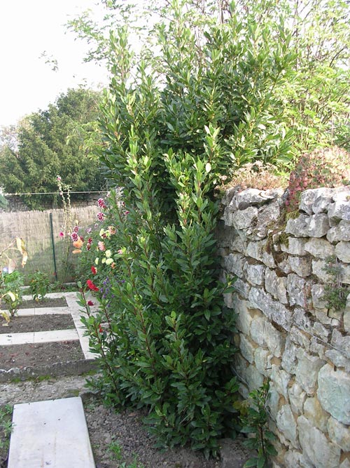 Bay Laurel Tree Pictures, Facts on Bay Laurel Trees