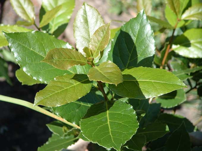 Bay Laurel Tree Pictures, Facts on Bay Laurel Trees