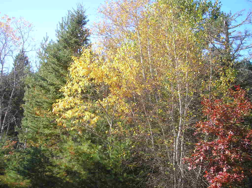 Birch Tree Pictures, Images, Photos, Facts on Birch Trees