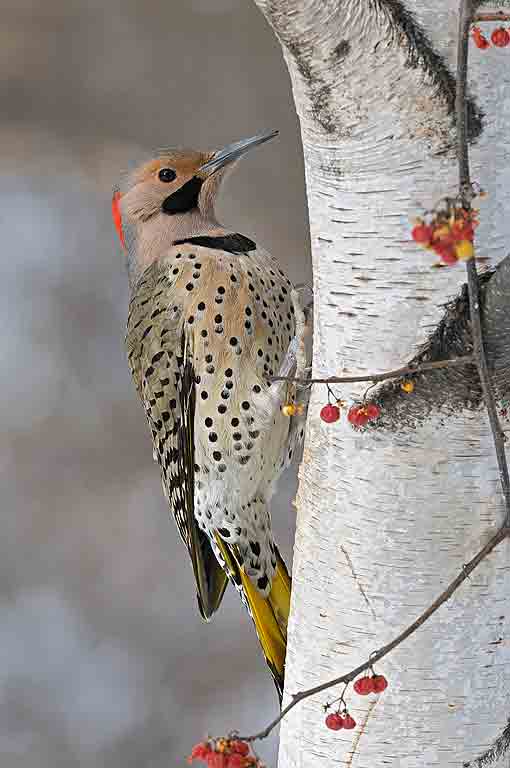 Birch Tree Pictures, Images, Photos, Facts on Birch Trees