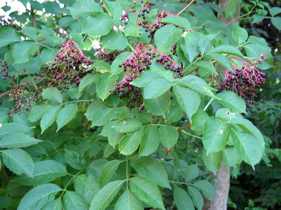 Elderberry Tree Pictures