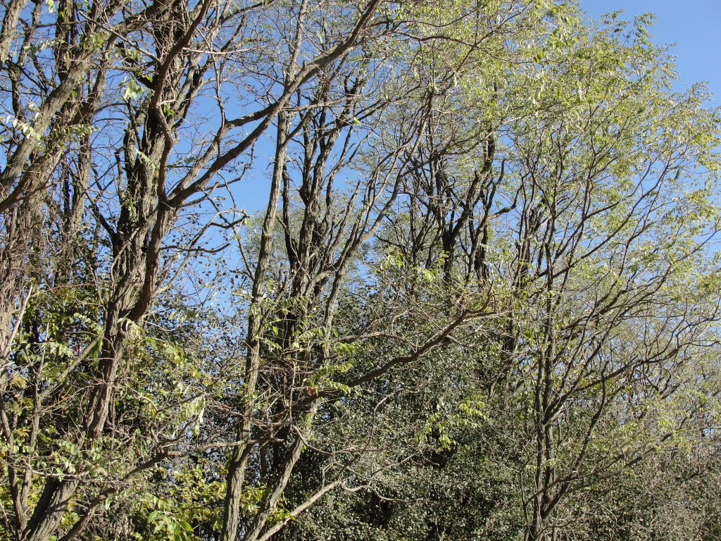 Locust Tree; Pictures, Photos & Facts on Locust Trees