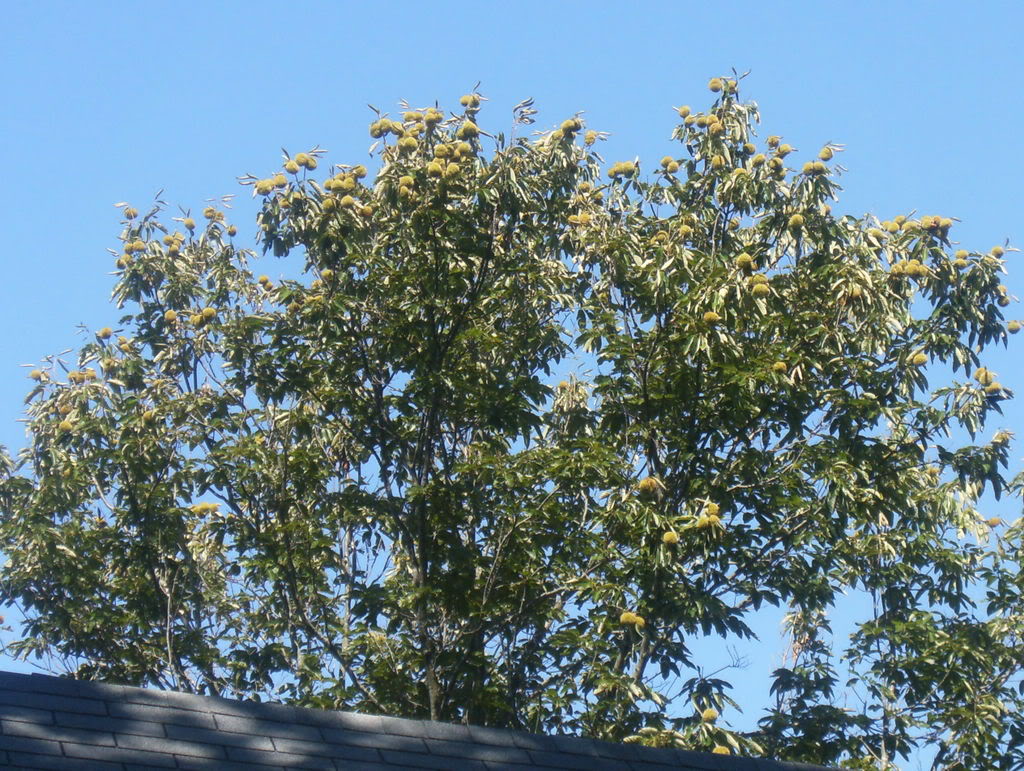 Chestnut Tree Pictures, Facts on Chestnut Trees