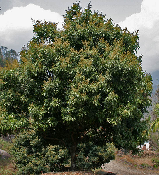 Litchi Tree Pictures, Photos, Images & Facts on Lychee Trees