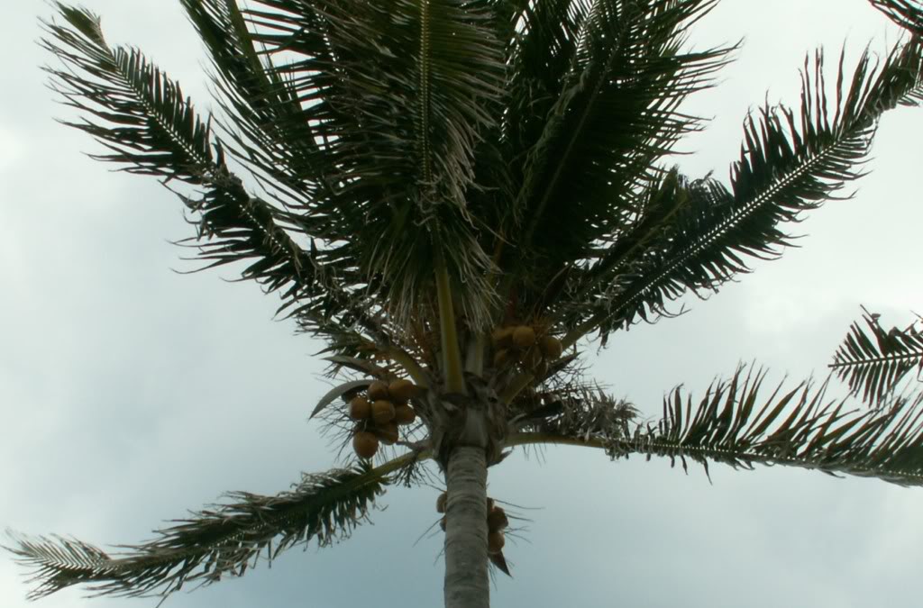 Coconut Palm Tree, Pictures & Facts on Coconut Palm Trees