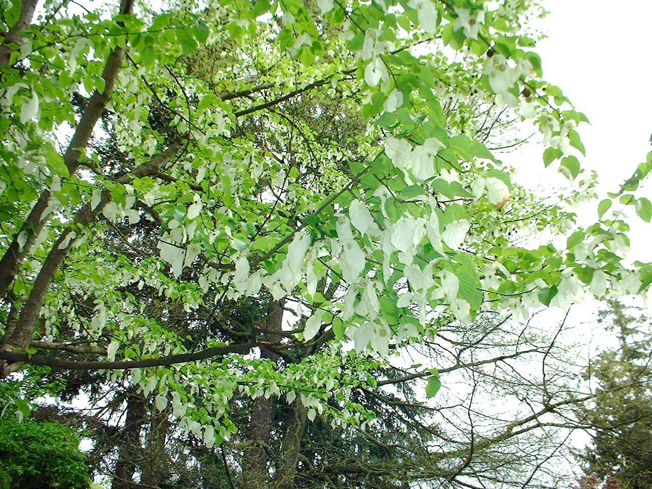Dove Tree Pictures, Images, Photos, Facts on Dove Trees
