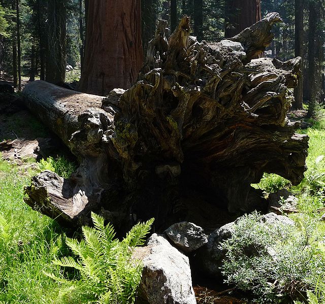 Giant Sequoia Tree Pictures, Information on the Giant Sequoia Tree Species