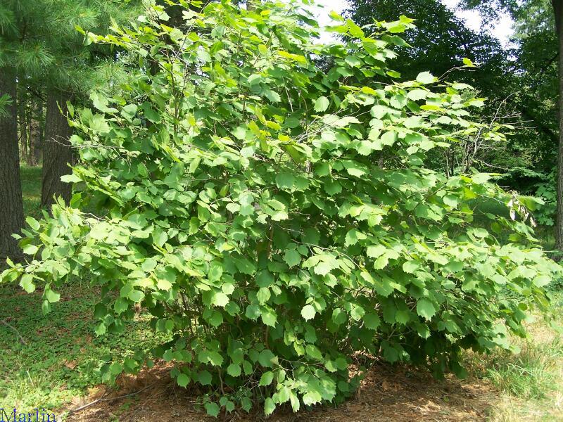 Hazelnut Tree Pictures, Information on the Hazelnut Tree Species