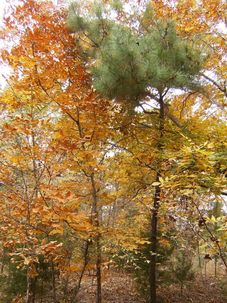 Hickory Tree Pictures, Facts on Hickory Trees