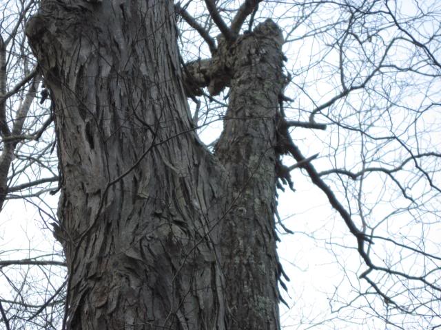 Hickory Tree Pictures, Facts on Hickory Trees