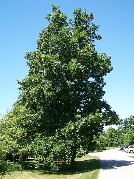 Hickory Tree Pictures, Facts on Hickory Trees