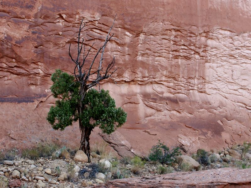Juniper Tree Pictures, Facts On Juniper Trees