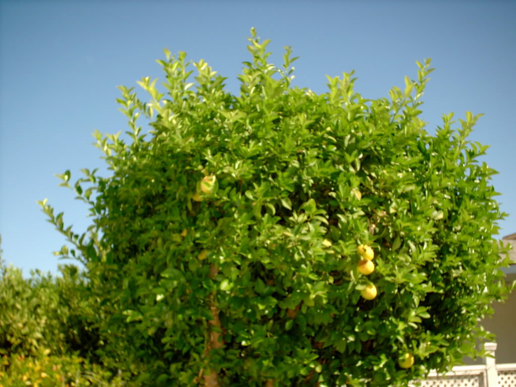 Are Lemon Trees Toxic To Dogs