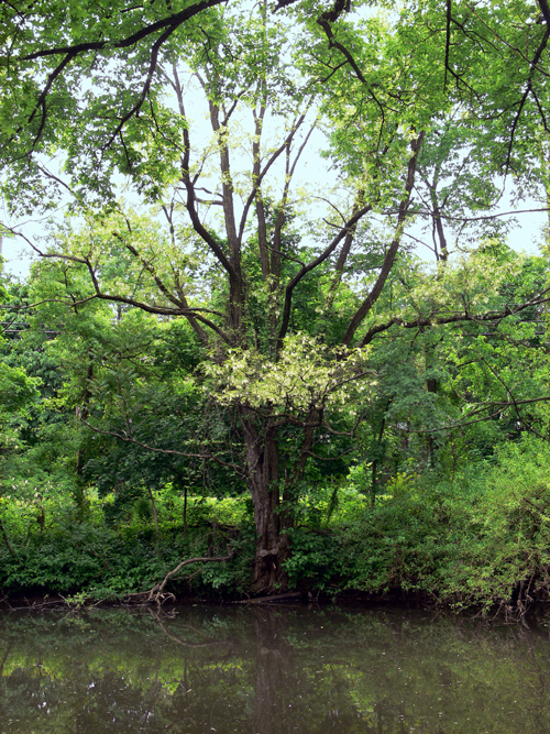Locust Tree; Pictures, Photos & Facts on Locust Trees