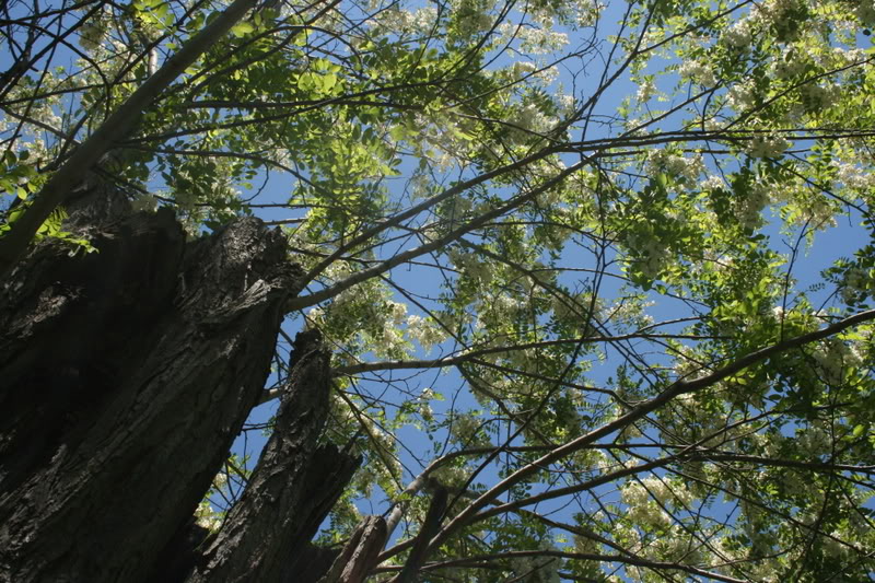 Locust Tree; Pictures, Photos & Facts on Locust Trees