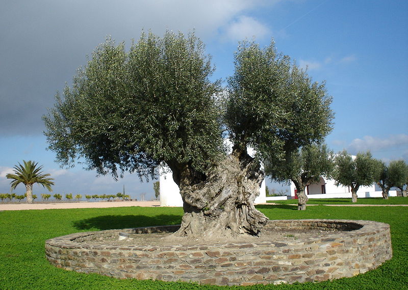 Olive Tree Pictures, General Information On Olive Trees