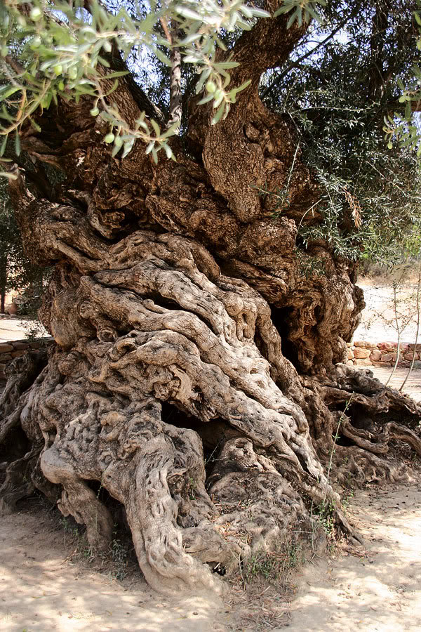 Olive Tree Pictures, General Information On Olive Trees