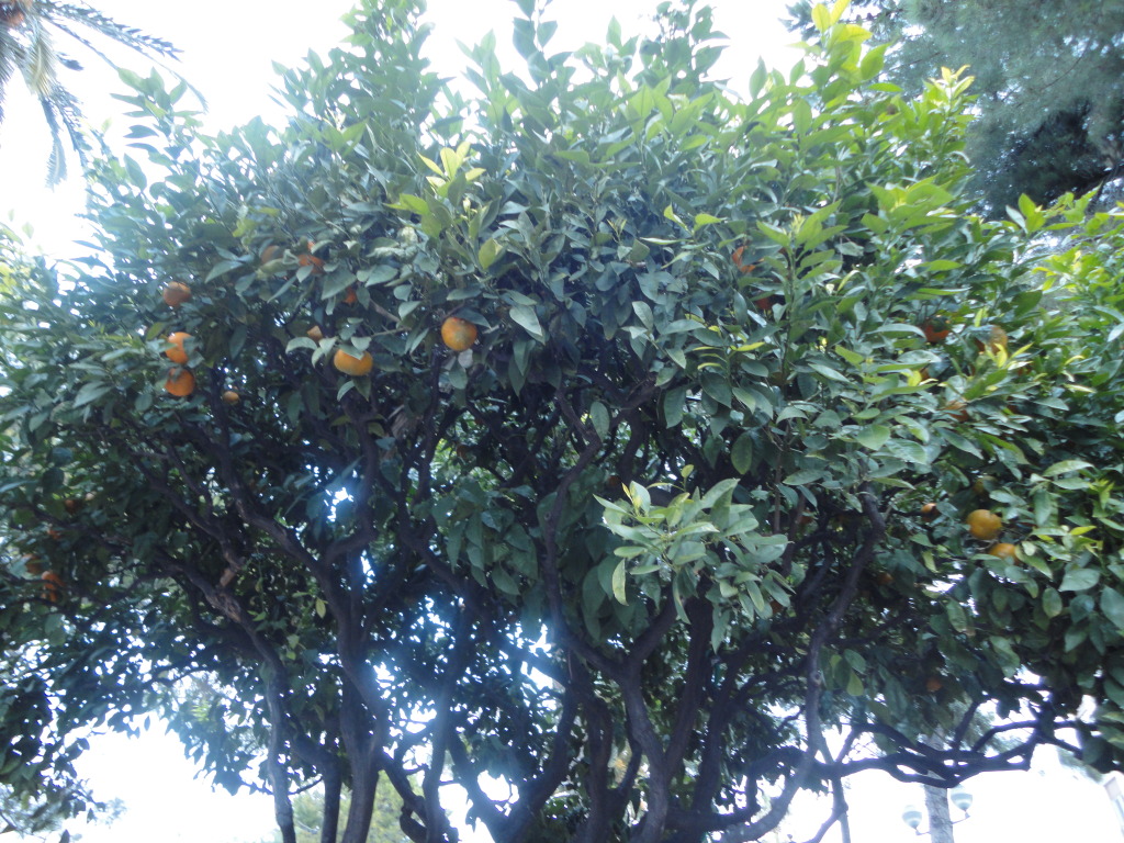 Orange Tree Pictures, Images, Photos, Facts on Orange Trees