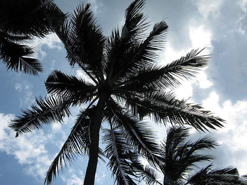 Coconut Palm Tree, Pictures & Facts on Coconut Palm Trees