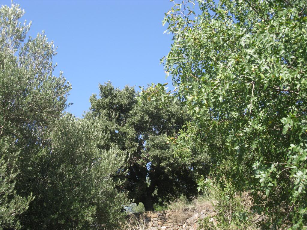 Pistachio Tree Pictures, Images, Photos, Facts on Pistachio Trees
