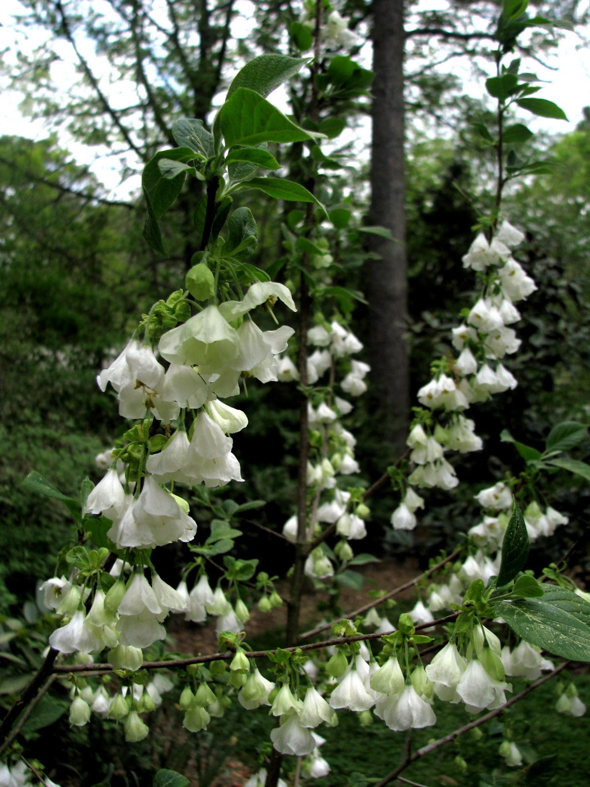 Silverbell Tree Pictures, Photos, Facts on Silverbell Tree Species