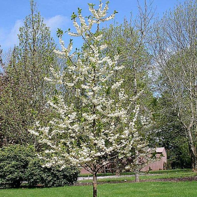 Silverbell Tree Pictures, Photos, Facts on Silverbell Tree Species