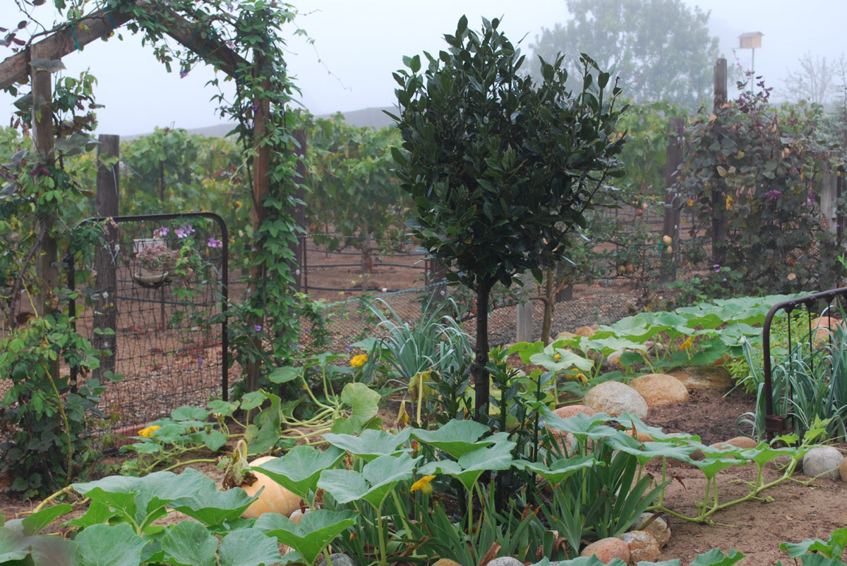 Bay Laurel Tree Pictures, Facts on Bay Laurel Trees