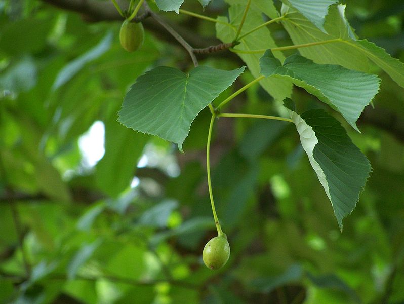Dove Tree Pictures, Images, Photos, Facts on Dove Trees
