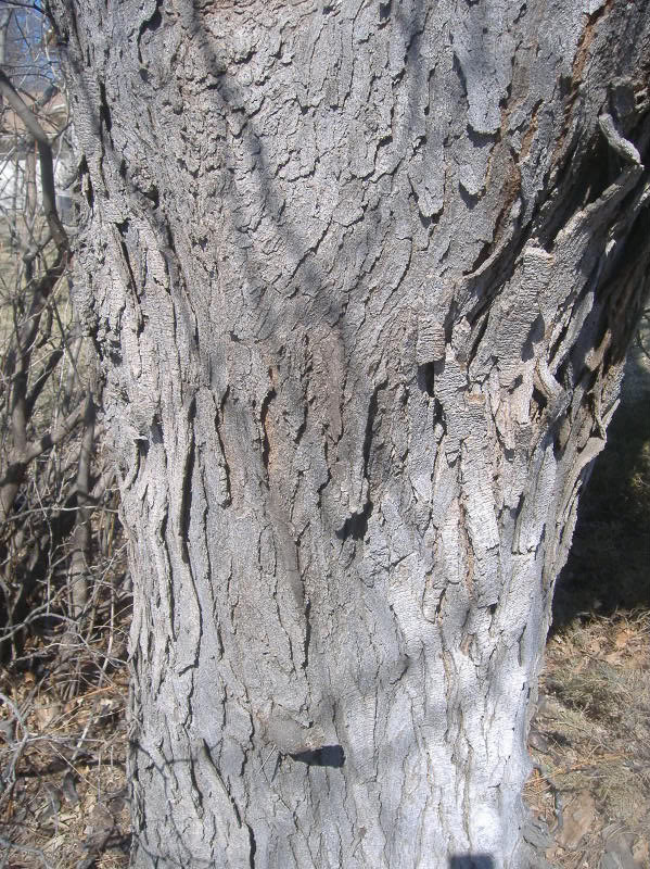 Locust Tree; Pictures, Photos & Facts on Locust Trees