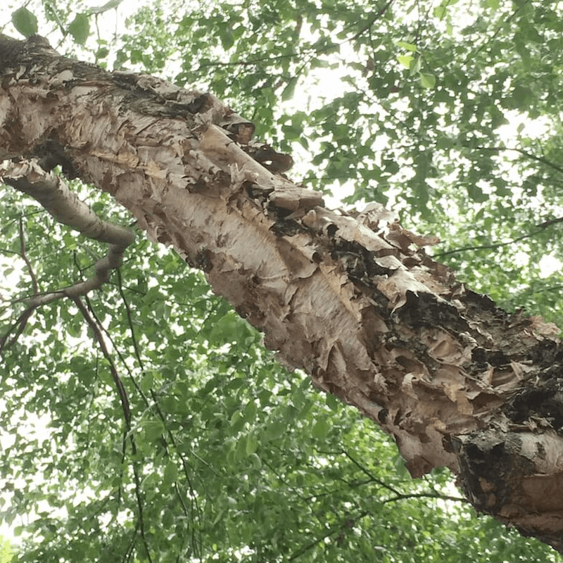 Small Birch Tree Forest Christmas