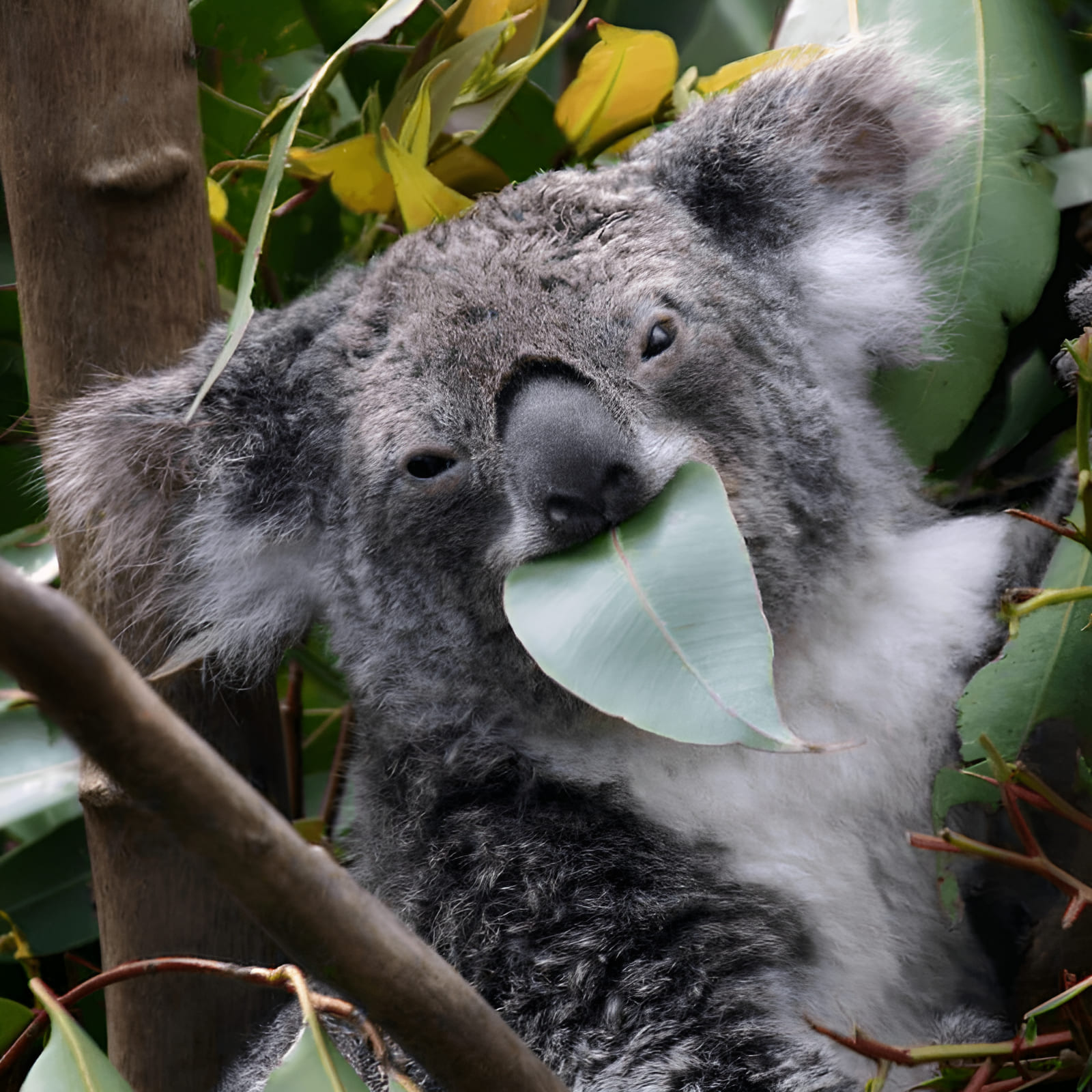 Eucalyptus Tree Facts