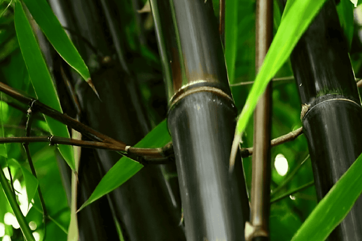 Bamboo, the most versatile plant on the earth Tree Plantation