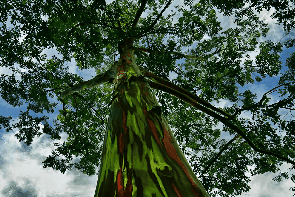 Rainbow Eucalyptus Tree Furniture