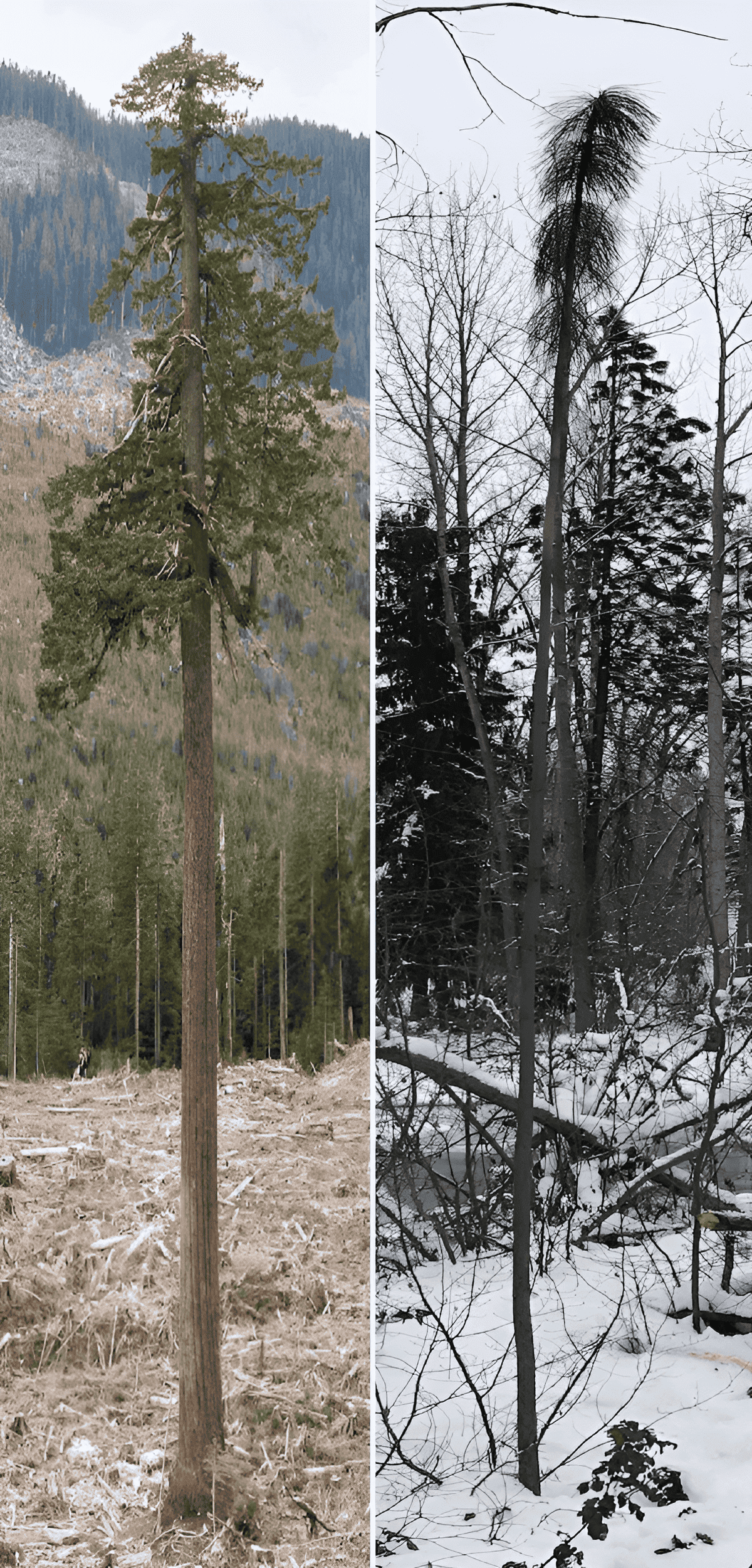 Tree Seedlings, Reforestation And Growing Trees For Profit