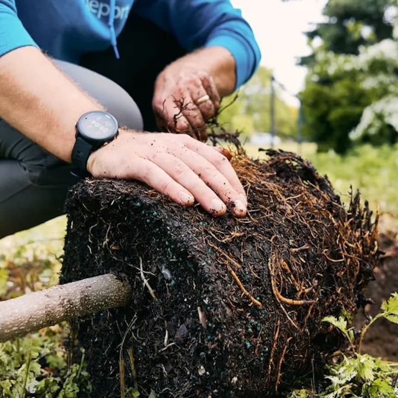 Planting Trees plant trees in straight rows