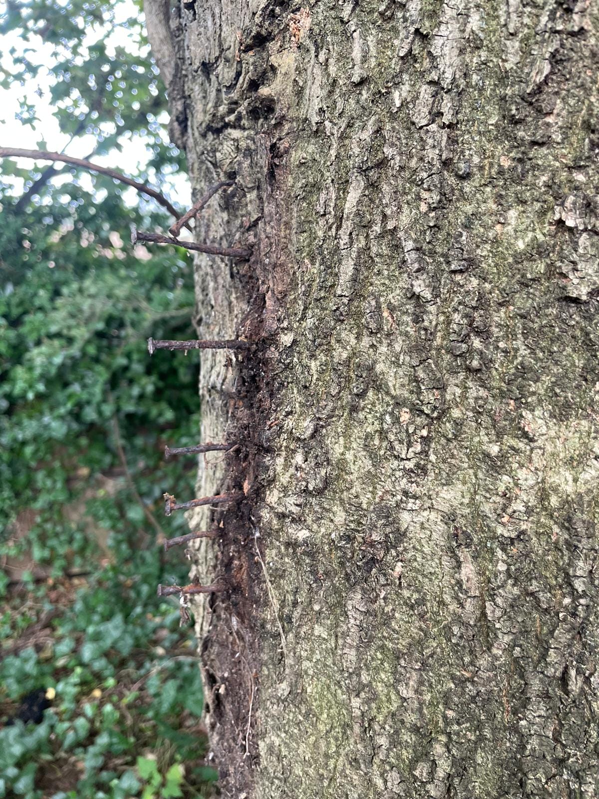 The Dangers of Rusty Nails in Trees A Tree Surgeon's Nightmare Tree
