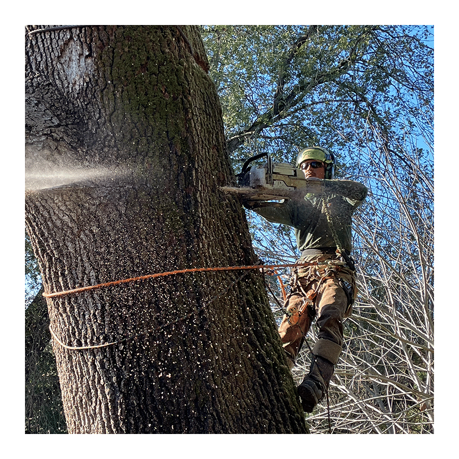 Tree Service Santa Rosa, CA TreePro Professional Tree Care