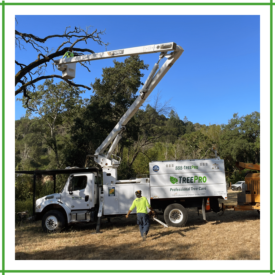 Tree Service Santa Rosa, CA TreePro Professional Tree Care