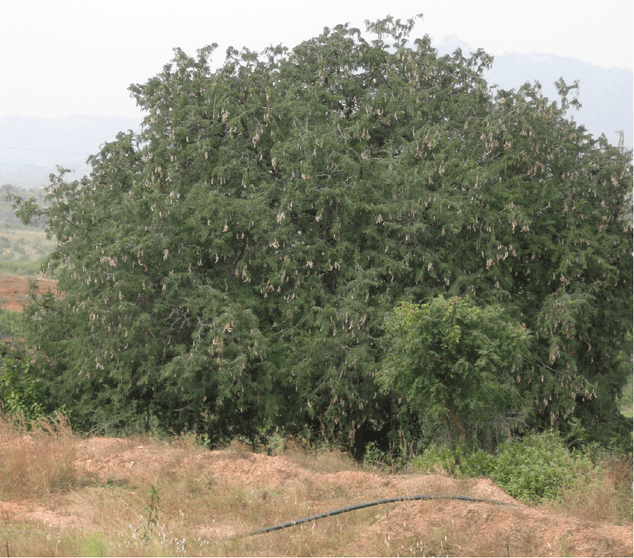 Tamarind Tree in Africa Trees for the Future