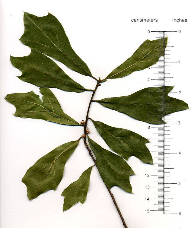 Quercus nigra, water oak Trees of Stanford & Environs