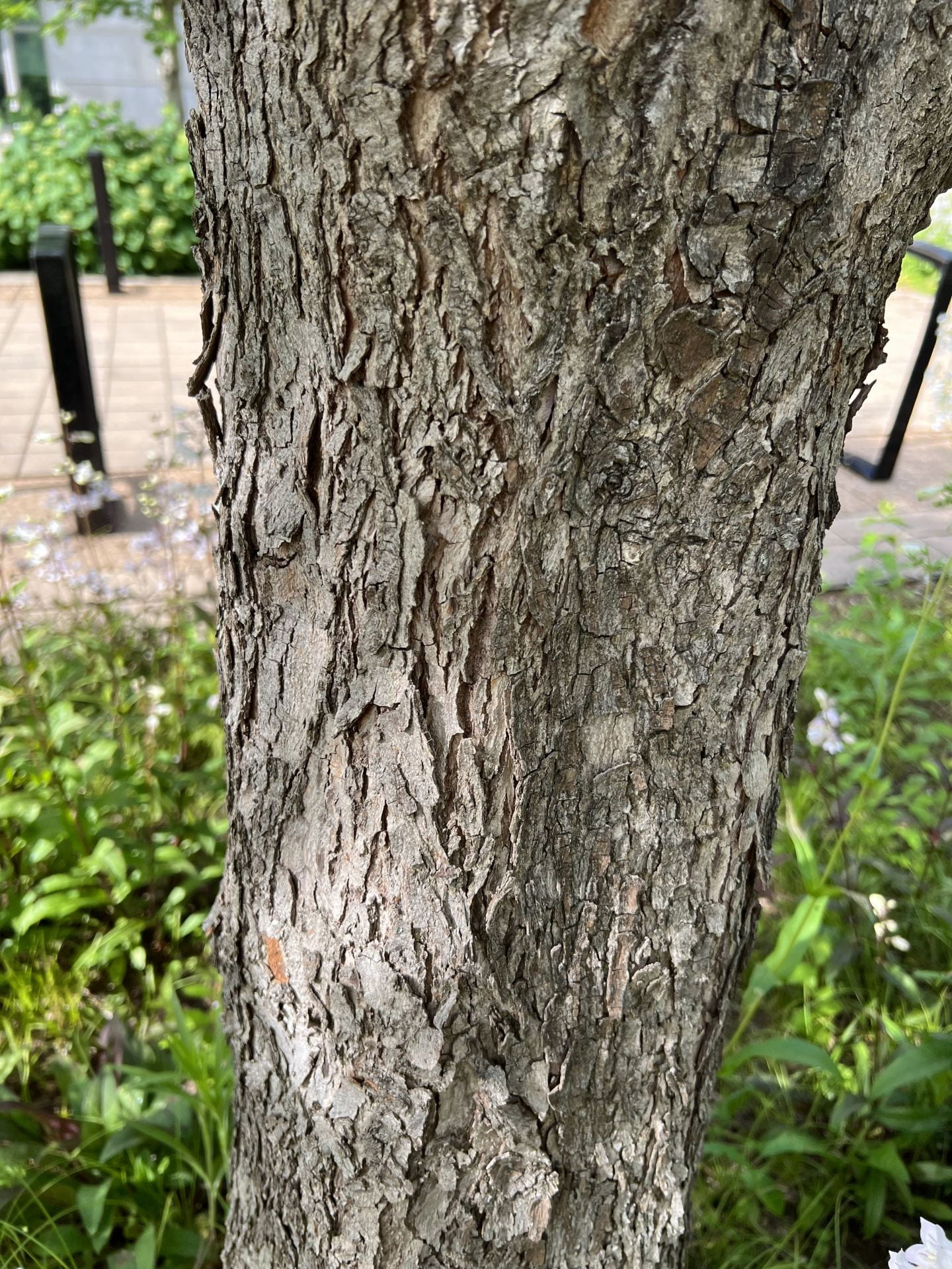 How to Identify a Pecan WashU Arboretum Washington University in St