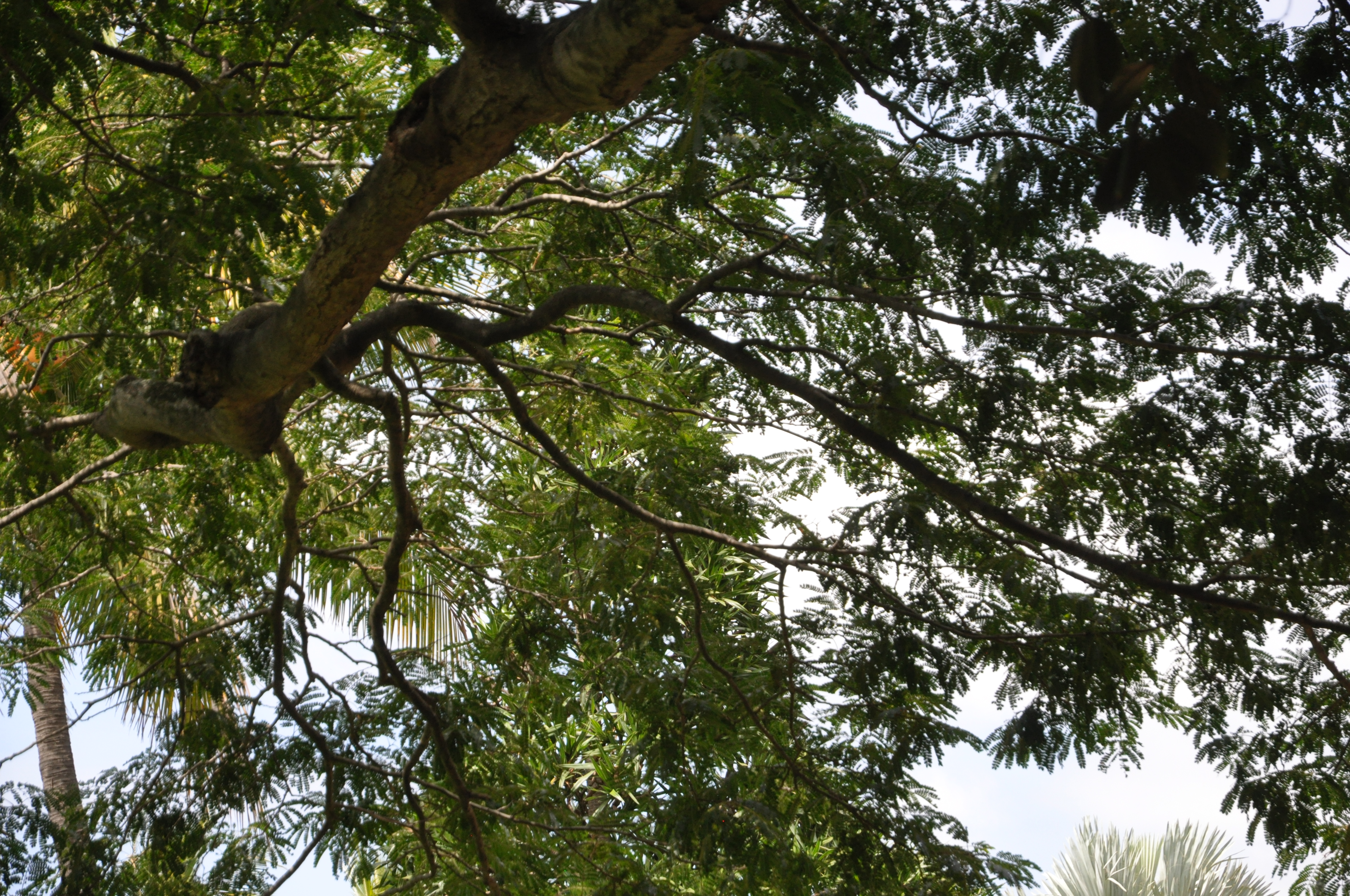 Durban Botanical Gardens Tree SA