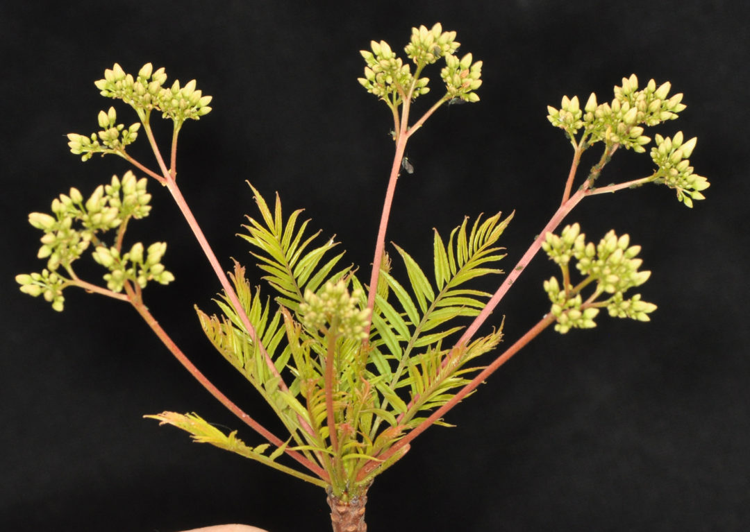 Kirkia wilmsii Tree SA