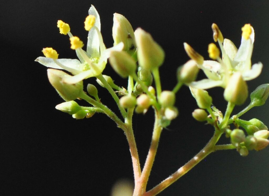 Kirkia wilmsii Tree SA