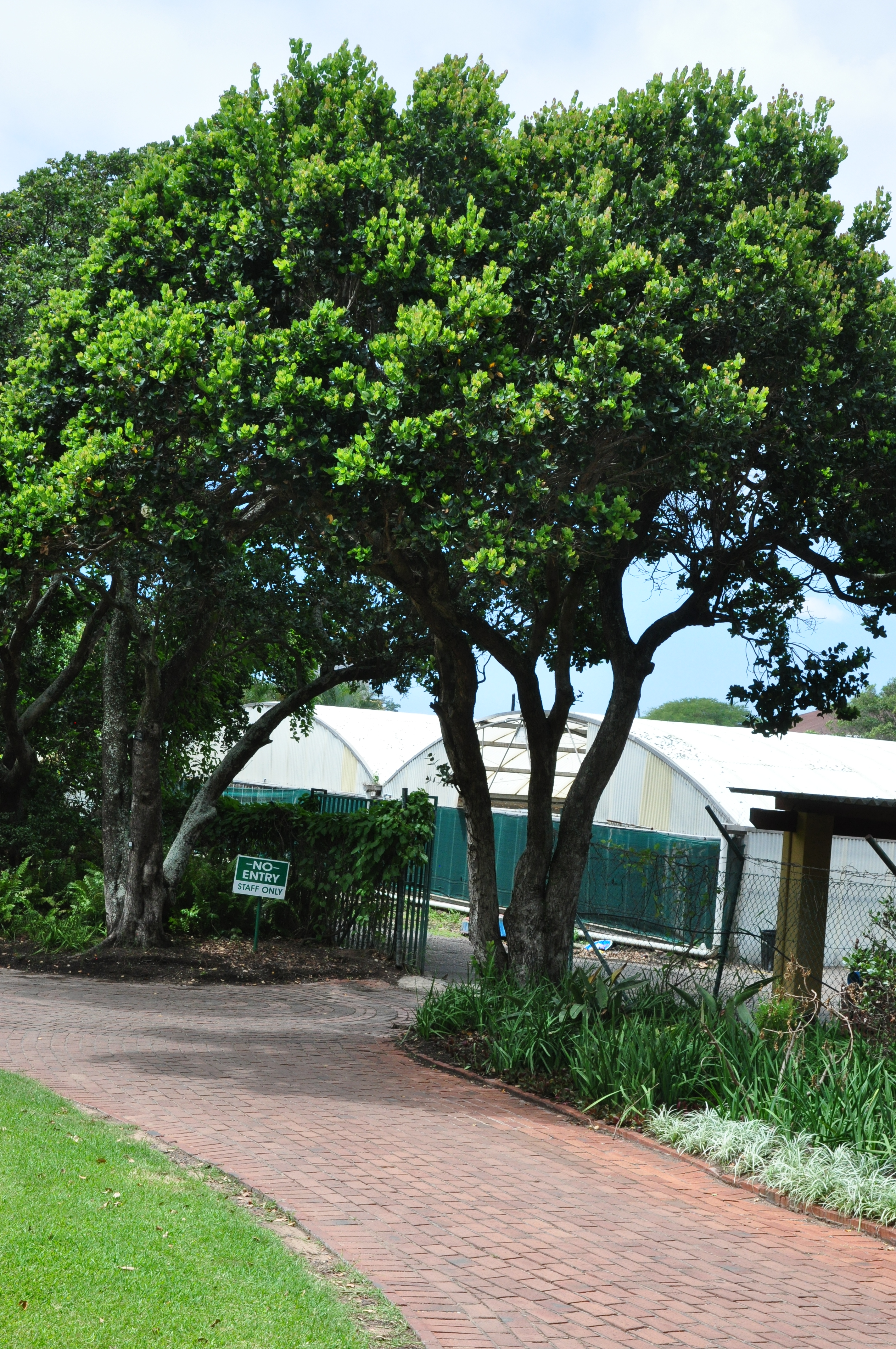 Durban Botanical Gardens Tree SA